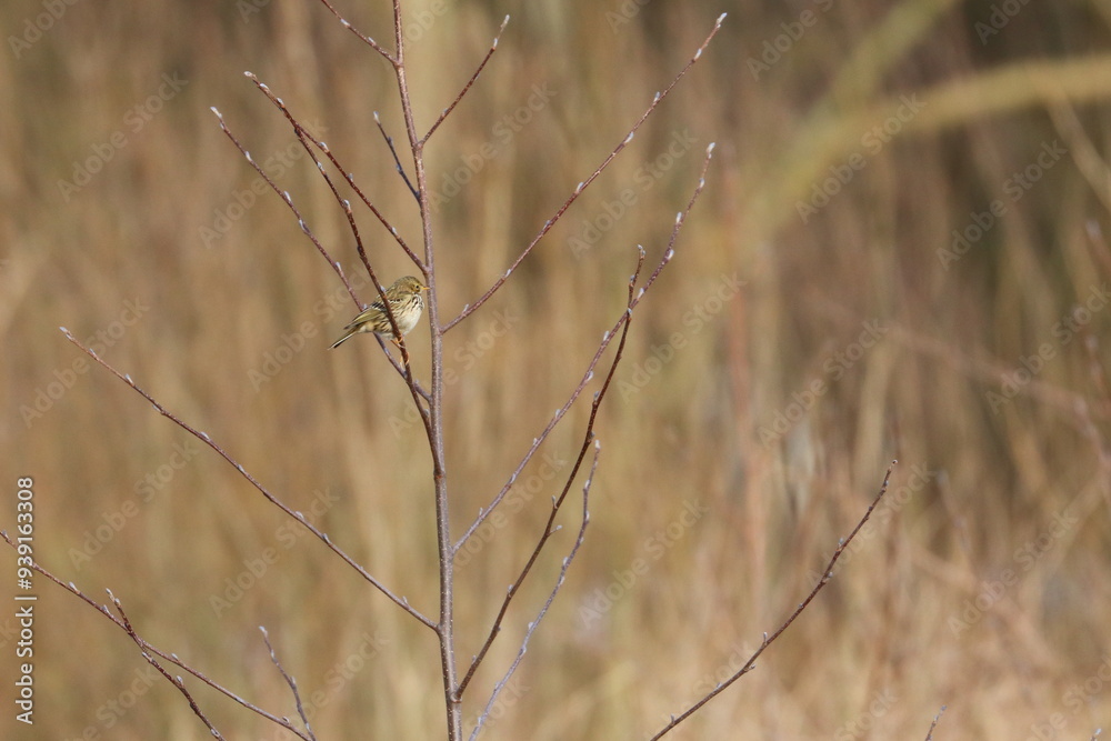 pipit pipit