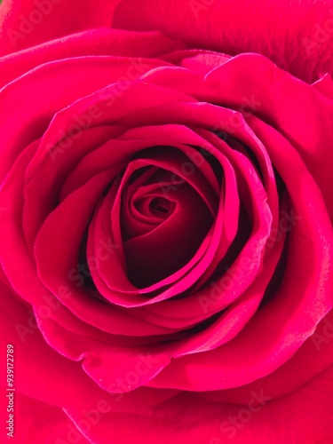 close up of red rose