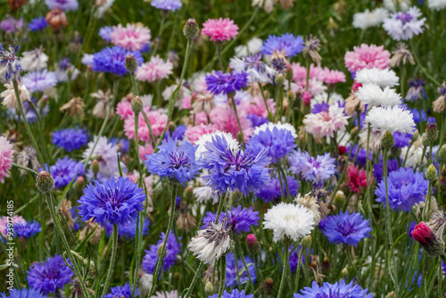 British Wildflower Meadow Confetti Plants Colourful Wallpaper Background Image