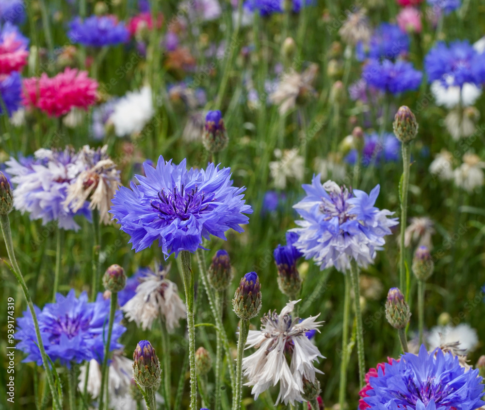 Fototapeta premium British Wildflower Meadow Confetti Plants Colourful Wallpaper Background Image