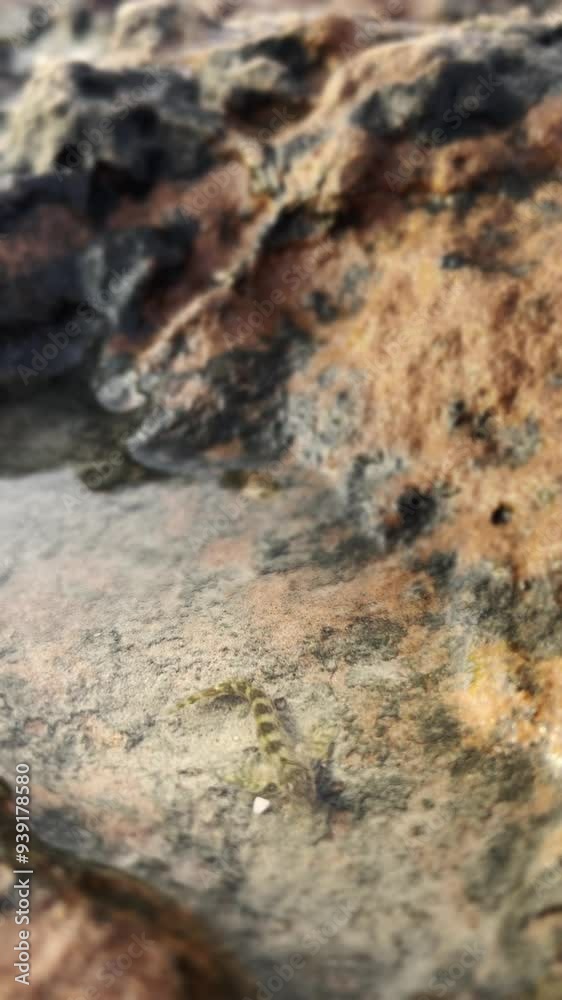 Small fish with vibrant yellow stripes swims gracefully among rocks along beach, showcasing stunning colors and patterns in clear, shallow water Small fish with vibrant yellow stripes swims gracefully among rocks along beach, showcasing stunning colors and patterns in clear, shallow water