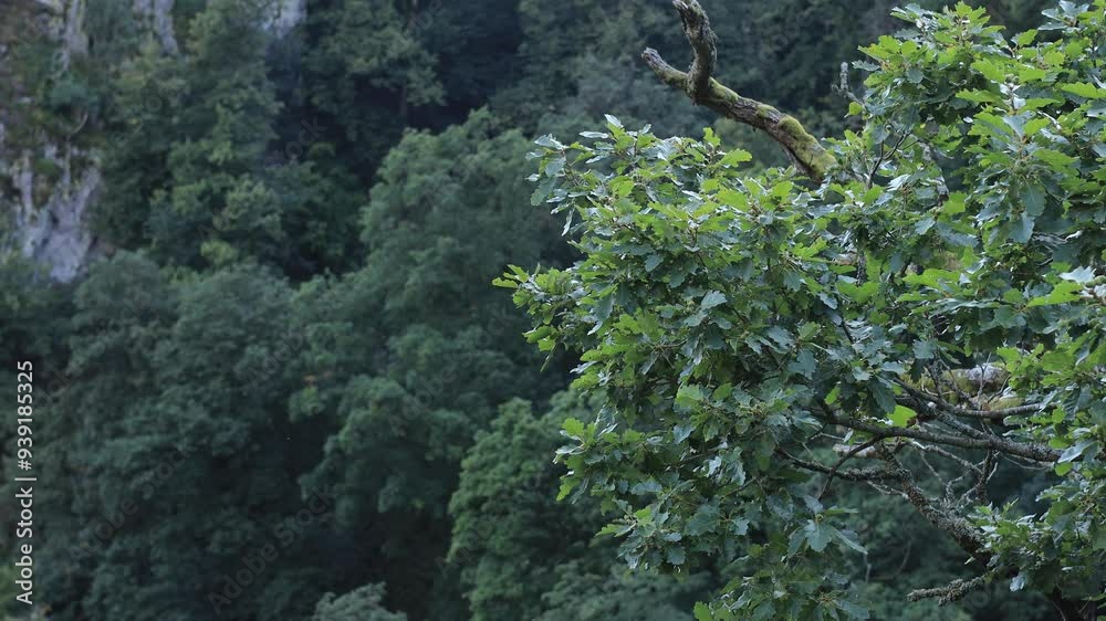 Tree branches swaying in the wind against a forest background on the mountain. 4K video. Tree branches swaying in the wind against a forest background on the mountain. 4K video.