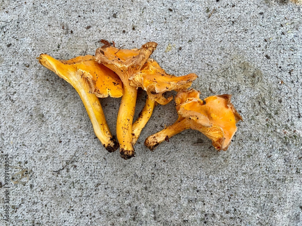 Mushroom from the forest, close-up. High quality photo Mushroom from the forest, close-up. High quality photo