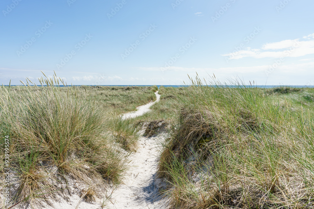 Pfad durch die Dünen zur Ostsee Pfad durch die Dünen zur Ostsee