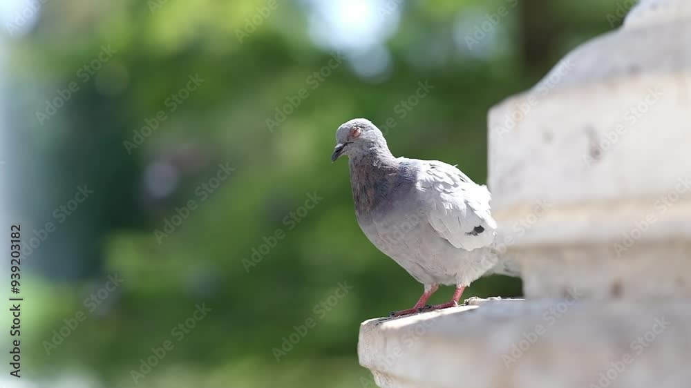 Curious pigeons in the park. Flying birds in urban setting. Green surrounding and funny pigeons looking into camera. Curious pigeons in the park. Flying birds in urban setting. Green surrounding and funny pigeons looking into camera.