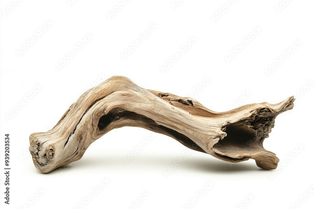 Fototapeta premium Twisted Driftwood Branch with Hollows