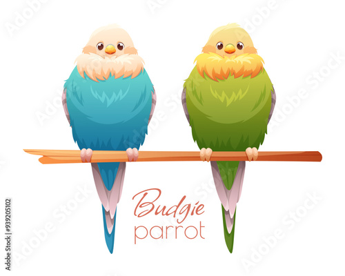 Cute budgies in blue and green colors sit on branch. Drawn vector illustration of tropical birds on white background