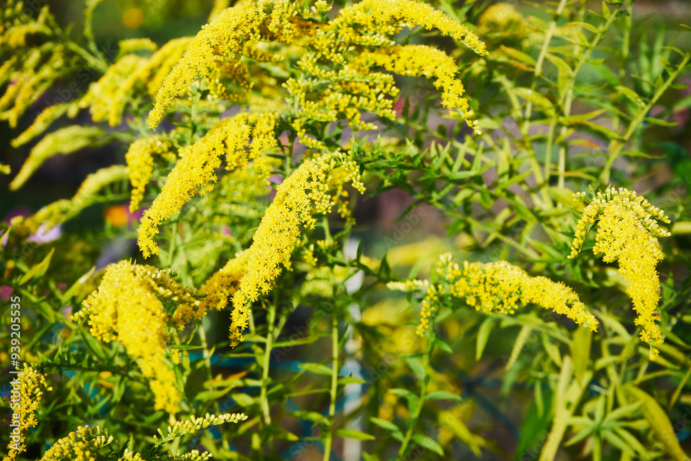 Nawłoć, Solidago L. Nawłoć, Solidago L.