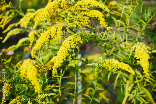 Nawłoć, Solidago L.