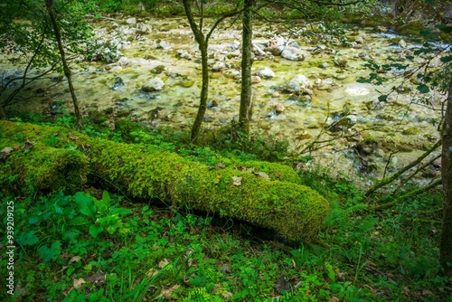 forest and river sitzenbach in the austrian national park kalkalpen near reichraming photo