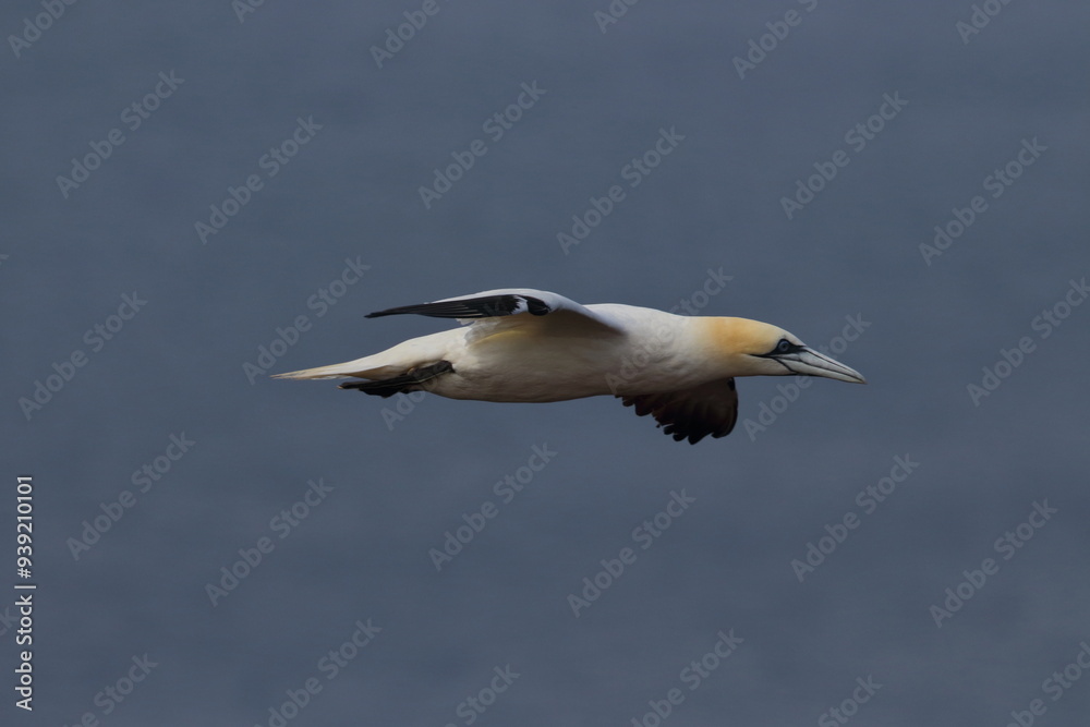 Fototapeta premium Northern gannet