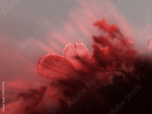 Fototapeta Naklejka Na Ścianę i Meble -  Close-up of delicate red flowers with a soft, dreamy focus, set against a muted background that enhances the ethereal atmosphere and subtle lighting
