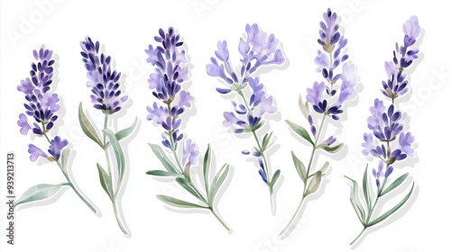 lavender flowers isolated on white, purple lavender