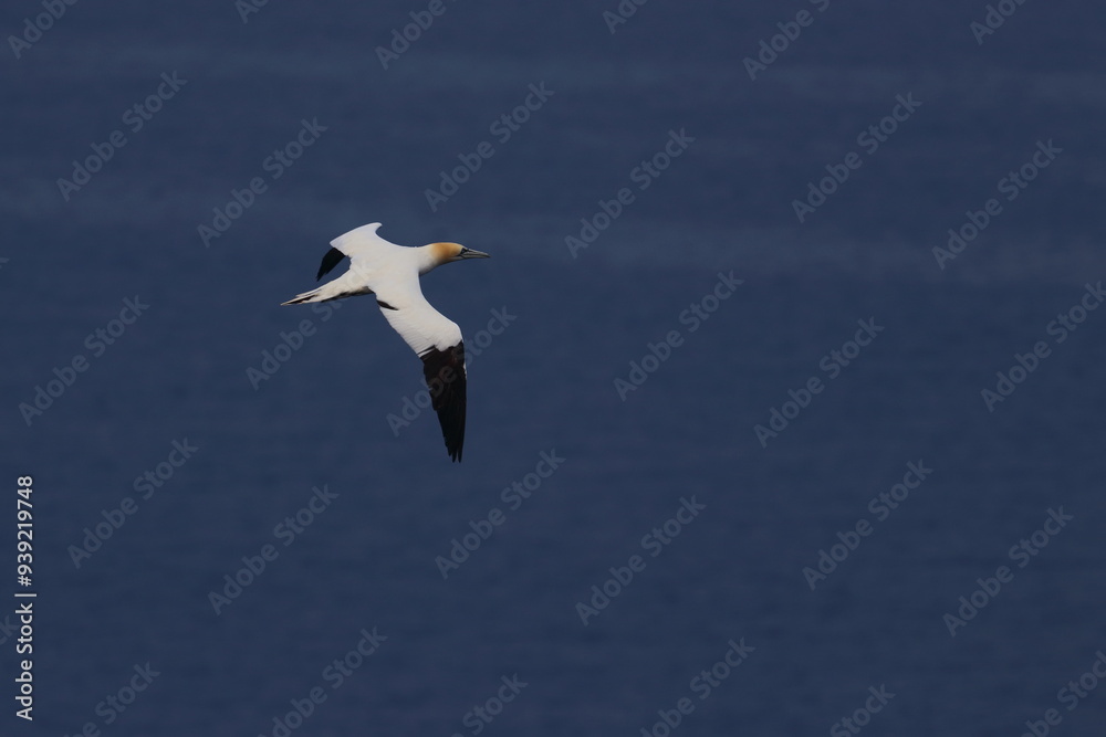 Obraz premium gannet