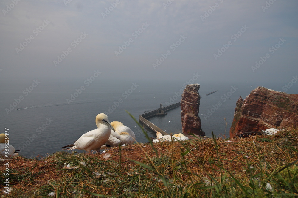 Fototapeta premium gannet