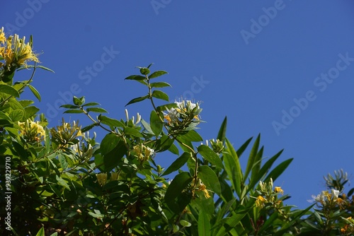 A honeysuckle vine, or Lonicera, with flowers, in the spring