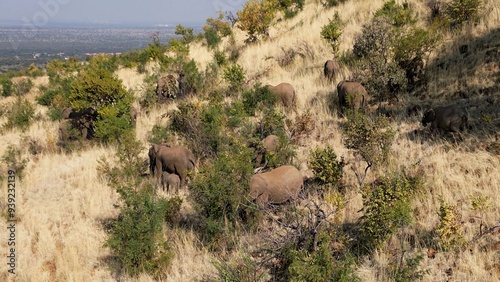Elephants Grazing At Rustenburg In North West South Africa. African Animals Landscape. Pilanesberg National Park. Rustenburg At North West South Africa. Big Five Animals. Wildlife Safari.