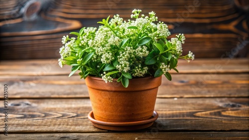 Vibrant green curry plant with delicate, lacy foliage and tiny white flowers, sitting in a small terracotta pot on a rustic wooden table. photo