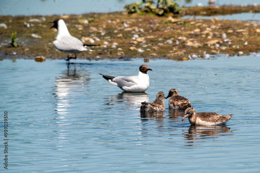 Black headed gull chicks, Chroicocephalus ridibundus, with adult birds Black headed gull chicks, Chroicocephalus ridibundus, with adult birds