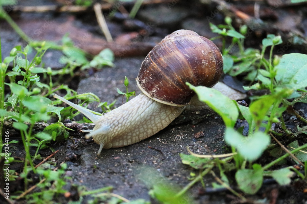 snail on a leaf snail on a leaf