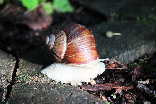 snail on a leaf