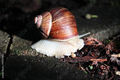 snail on a leaf