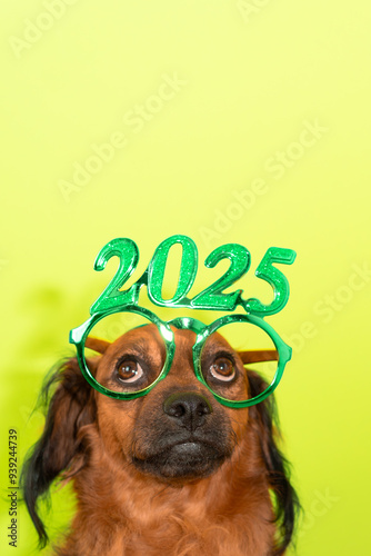 A dog wears glasses with the number 2025 in green. on lime background. very funny picture to congratulate the new year and christmas two thousand twenty five.