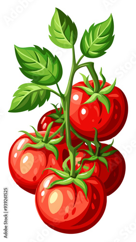 tomatos vector, illustration of tomatos isolated on white background