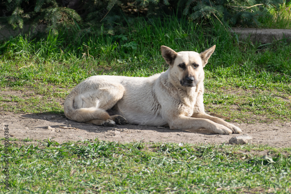 Stray mother dog, Balti, Republic of Moldova, 2024-04-07 Stray mother dog, Balti, Republic of Moldova, 2024-04-07