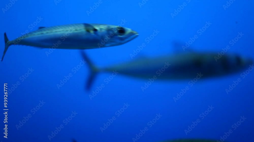 A close-up of fish swimming gracefully in a deep blue aquarium, highlighting their smooth and sleek bodies as they move through the water. An intimate look at marine life in an underwater environment A close-up of fish swimming gracefully in a deep blue aquarium, highlighting their smooth and sleek bodies as they move through the water. An intimate look at marine life in an underwater environment