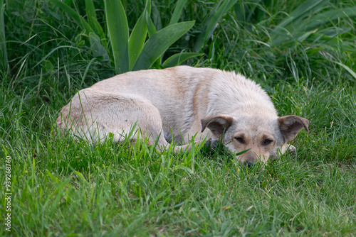 Stray dog, Balti, Republic of Moldova, 2024-05-09 photo