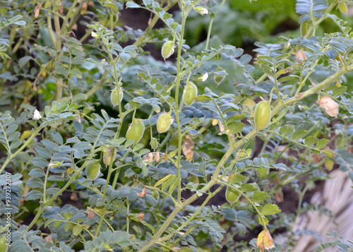 Cicer arietinum, Pois chiche photo