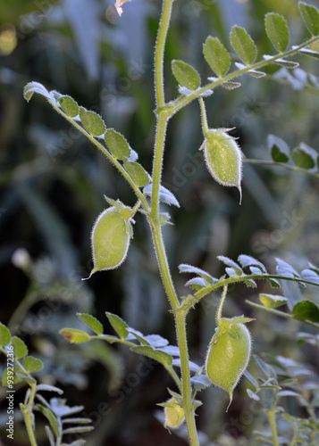 Cicer arietinum, Pois chiche photo