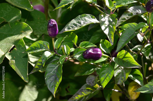 Fototapeta Naklejka Na Ścianę i Meble -  Capsicum annum 'Chinese Pive Colors' , Piment fort