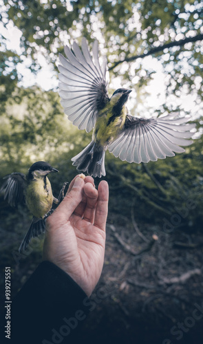 A man is feeding birds (Great Tits) from his hand in nature in Turku, Finland. photo