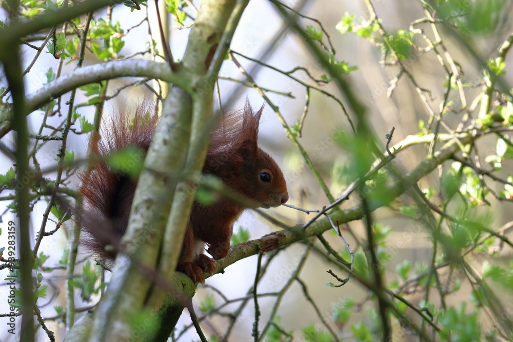 Obraz premium red squirrel