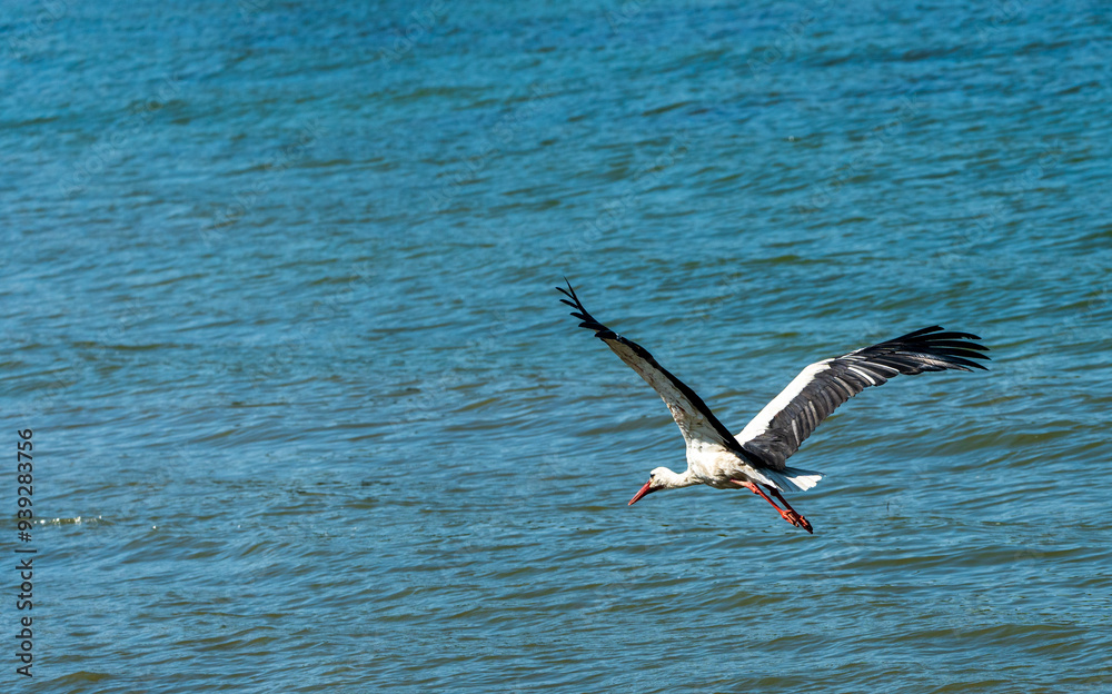 White Stork in Flight: A Summer Journey Over the Lake, Symbol of Freedom - Ciconia ciconia. Going Home. White Stork in Flight: A Summer Journey Over the Lake, Symbol of Freedom - Ciconia ciconia. Going Home.
