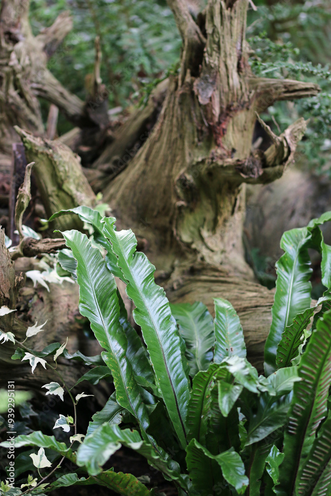 Naklejka premium Harts tongue fern in a stumpery