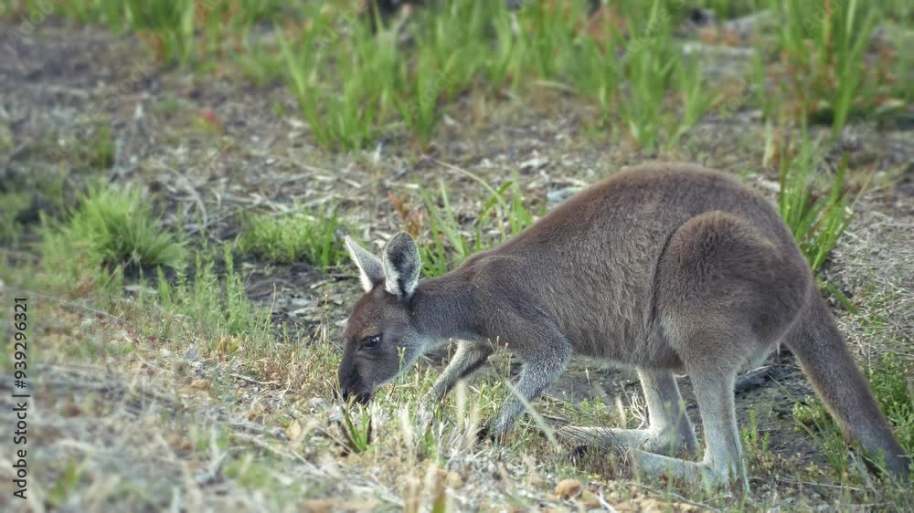 A kangaroo eating grass with a blurred background shot from behind A kangaroo eating grass with a blurred background shot from behind