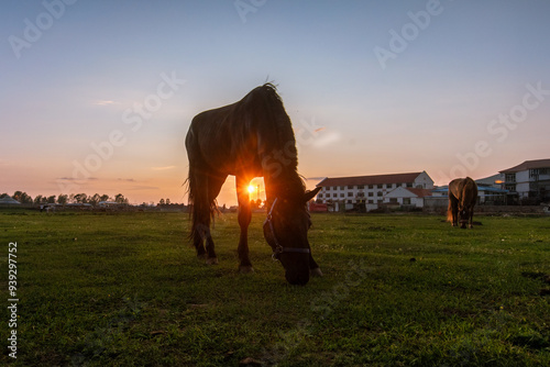 Obraz na płótnie horses in the grassfield with sunset