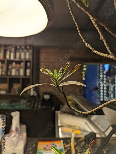 A small tree filled with a few leaves is placed inside of a restaurant with great lightning and a rack full of bottles on the background.  