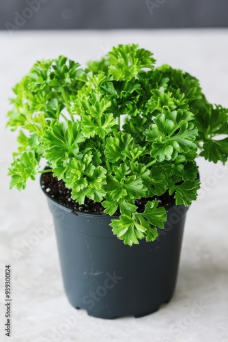 Fresh Parsley Plant in a Black Pot