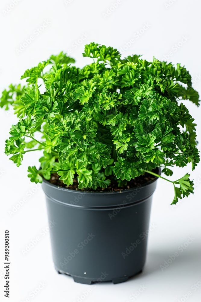 Fresh Parsley Plant in a Black Pot