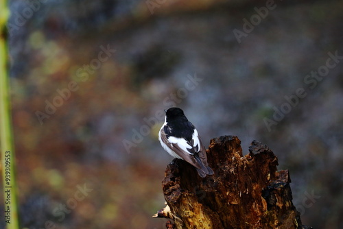 pied flycatcher photo