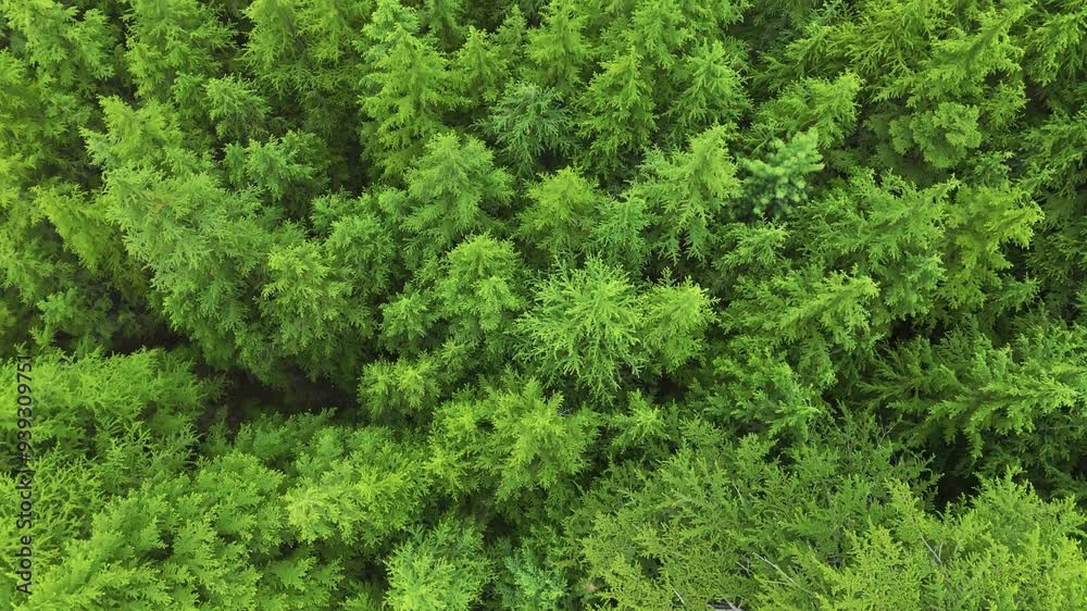 Aerial top down view of wild coniferous forest in Udaipur, Himachal Pradesh, India. 4K Top Down shot of green pine trees in forest during summer season. Aerial top down view of wild coniferous forest in Udaipur, Himachal Pradesh, India. 4K Top Down shot of green pine trees in forest during summer season.