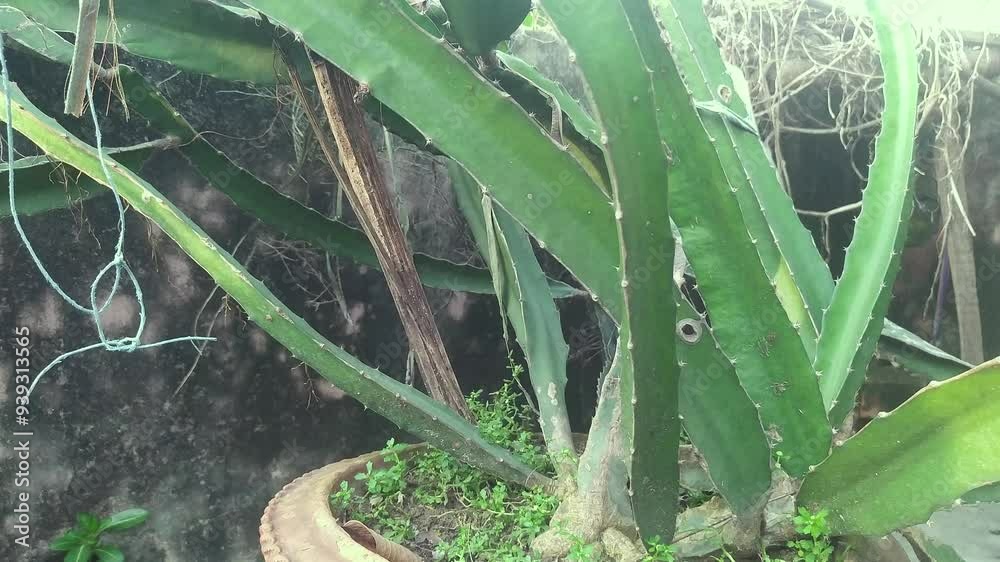 dragon fruit tree plant