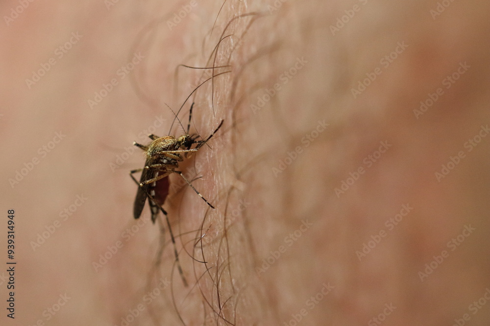 Fototapeta premium mosquito