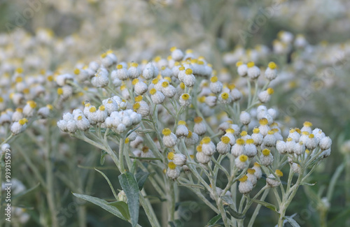 Beautiful close-up of anaphalis margaritacea photo