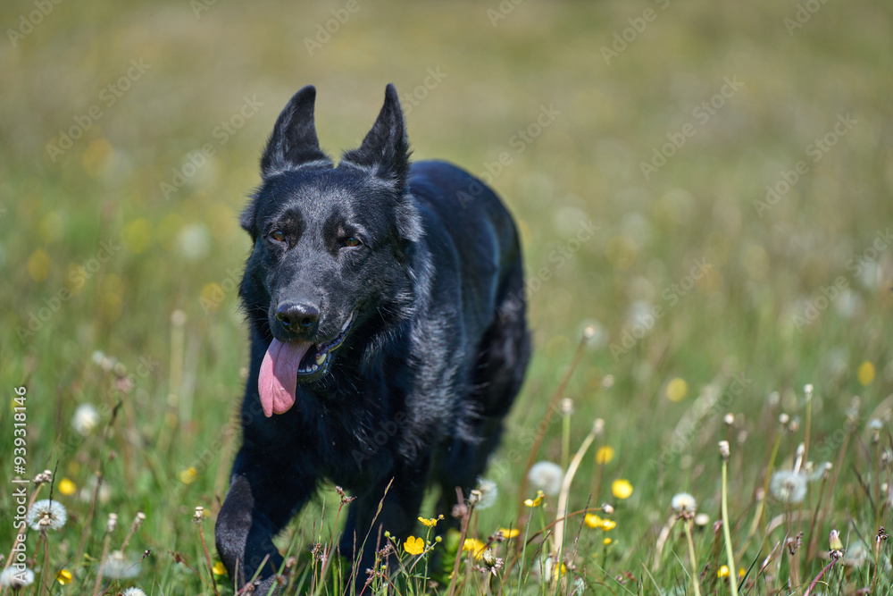 Beautiful German Shepherd dog playing in a meadow on a sunny spring day in Skaraborg Sweden Beautiful German Shepherd dog playing in a meadow on a sunny spring day in Skaraborg Sweden