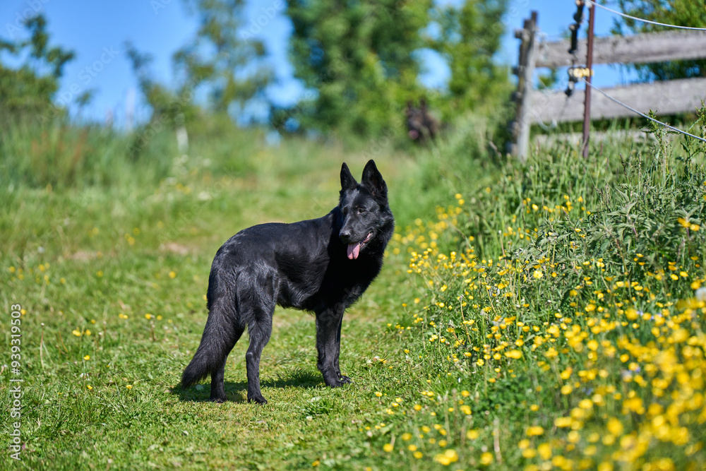 Beautiful German Shepherd dog playing in a meadow on a sunny spring day in Skaraborg Sweden Beautiful German Shepherd dog playing in a meadow on a sunny spring day in Skaraborg Sweden